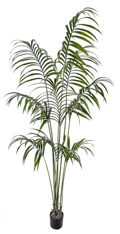 shishi Kentia palm potted 2 1m (K/D PACKING) U