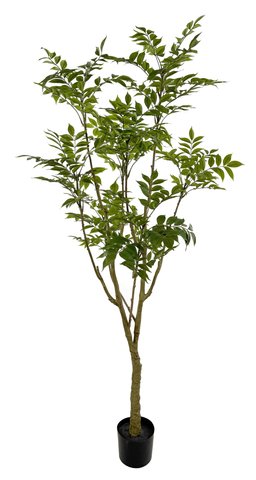 shishi Lacquer tree green potted 175cm