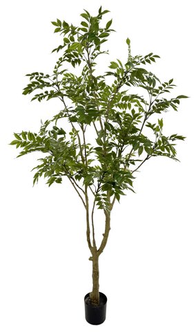 shishi Lacquer tree green potted 210cm