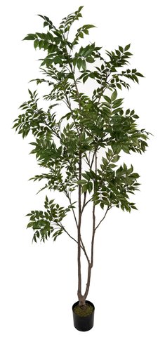 shishi Lacquer tree green potted 210cm