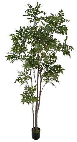 shishi Lacquer tree green potted 250cm