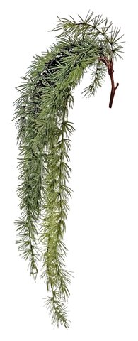 shishi Larix branch hanging 90cm