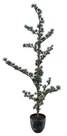 shishi Larix tree gray-green in pot 120cm