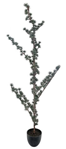 shishi Larix tree gray-green in pot 150cm