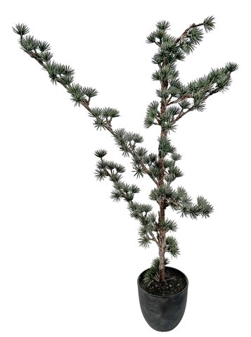 shishi Larix tree gray-green in pot 85cm