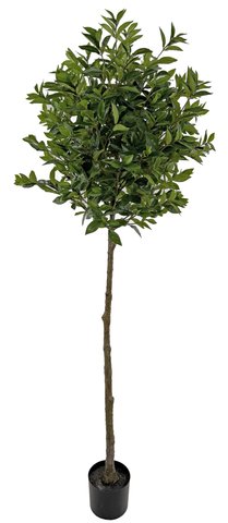 shishi Laurel ball tree 200cm