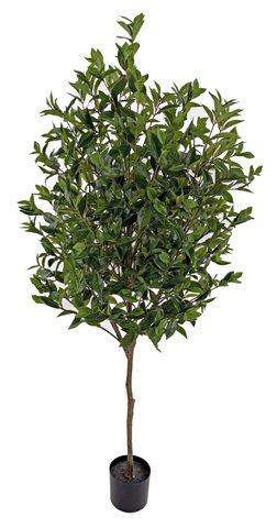 shishi Laurel tree green 180cm