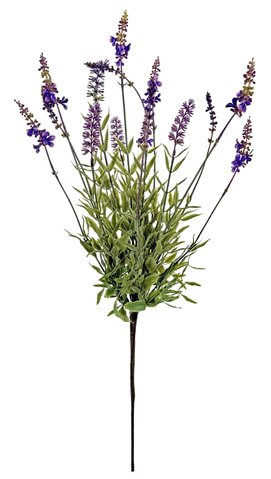 shishi Lavender bush 70cm