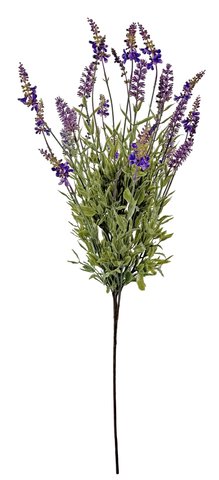 shishi Lavender bush 80cm