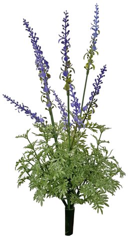 shishi Lavender bush purple 40cm