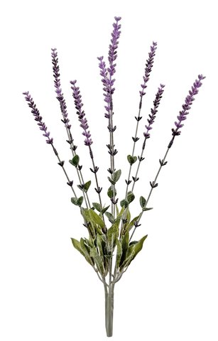 shishi Lavender bush purple 46cm