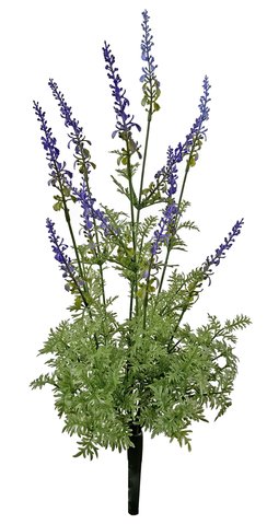 shishi Lavender bush purple 50cm