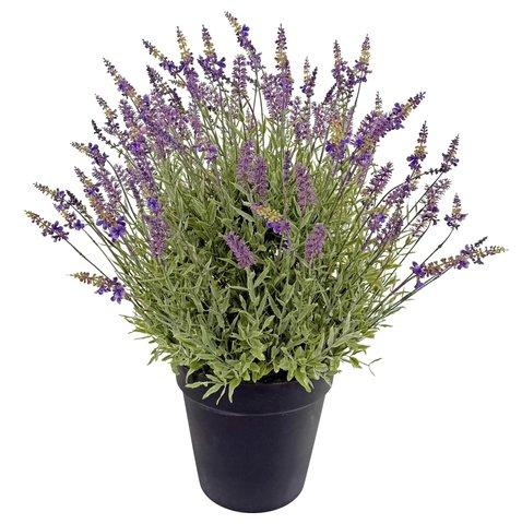 shishi Lavender potted 75cm