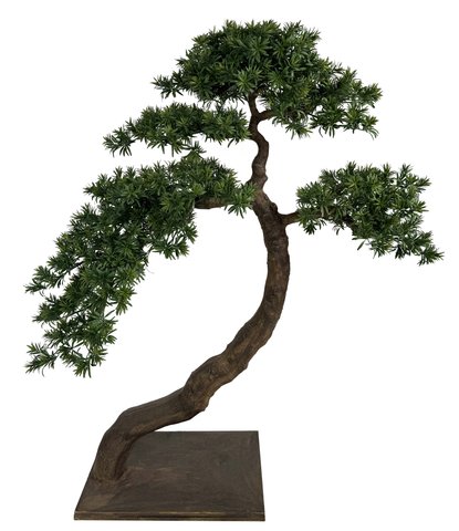 shishi Leaf bonsai on plate 150cm