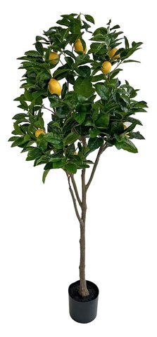 shishi Lemon tree ball in pot 180cm