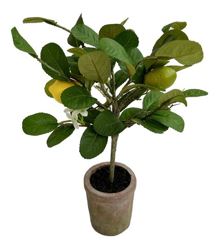 shishi Lemon tree ball in pot 40cm