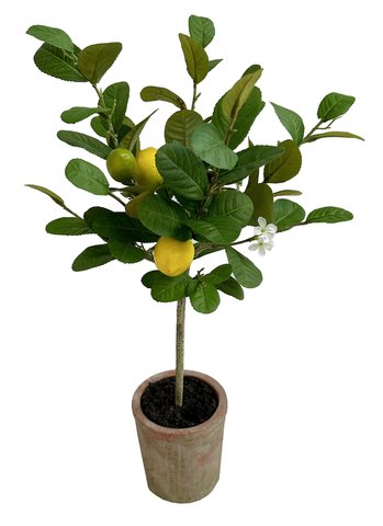 shishi Lemon tree ball in pot 60cm