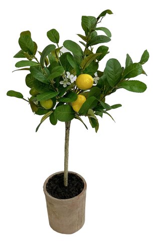 Shishi Lemon Tree Ball In Pot 70cm