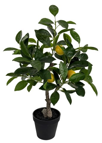 shishi Lemon tree potted 57cm
