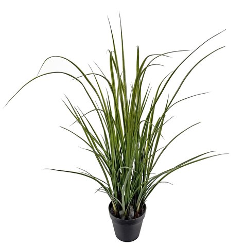 shishi Lemongrass potted green 125cm UV RESIST