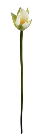 shishi Lotus bud white 74cm