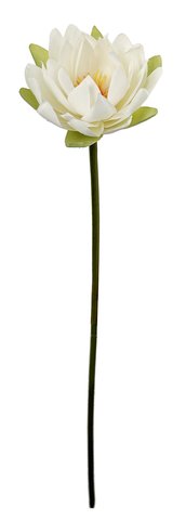 shishi Lotus flower white 74cm