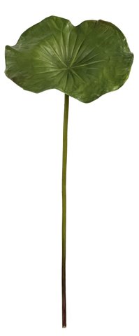 shishi Lotus leaf green 74cm