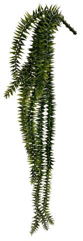 shishi Lycopodium squarrosum dk green 80cm