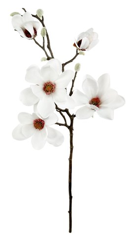 shishi Magnolia branch x 5 white 72cm
