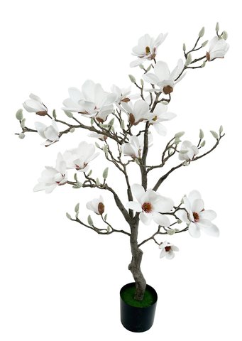 shishi Magnolia tree potted white 120cm
