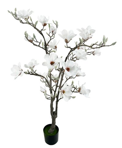 shishi Magnolia tree potted white 150cm