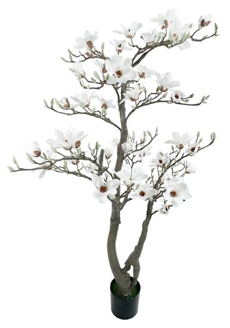 shishi Magnolia tree potted white 180cm