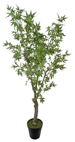 shishi Maple tree green 2 2m