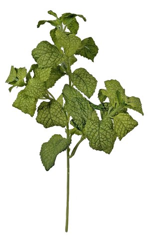 shishi Mint green 26cm