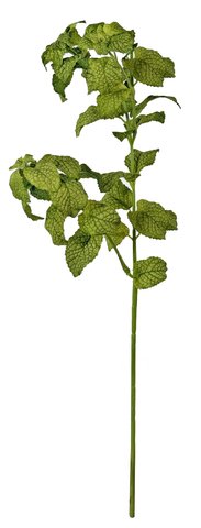 shishi Mint green 52cm