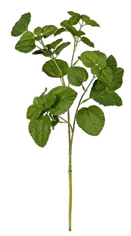 shishi Mint leaves green 44cm