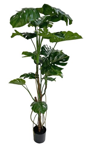 shishi Monstera in pot 180cm