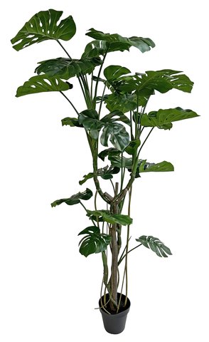 shishi Monstera in pot 240cm