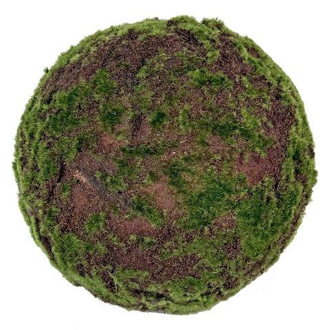 shishi Moss ball green 40cm
