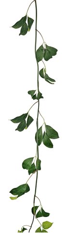 shishi Mucuna birdwoodiana garland green 2 8m
