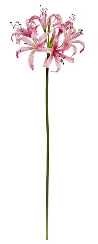 shishi Nerine pink 75cm