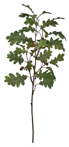 shishi Oak branch 90cm