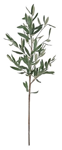 shishi Olive branch 115cm