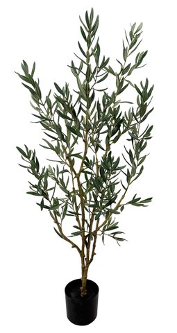 shishi Olive bush potted 120cm