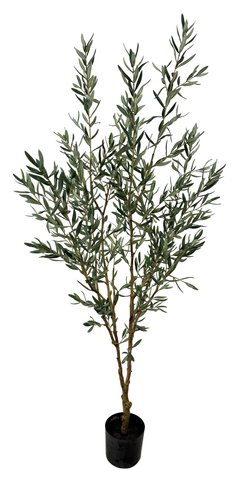 shishi Olive bush potted 190cm