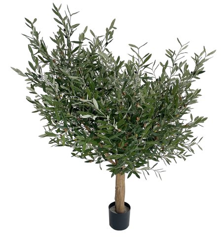shishi Olive tree 160cm