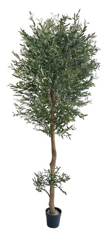 shishi Olive tree 350cm