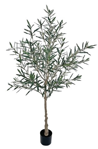 shishi Olive tree potted 150cm