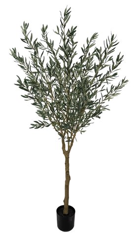 shishi Olive tree potted 200cm