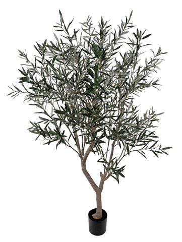 shishi Olive tree potted 210cm